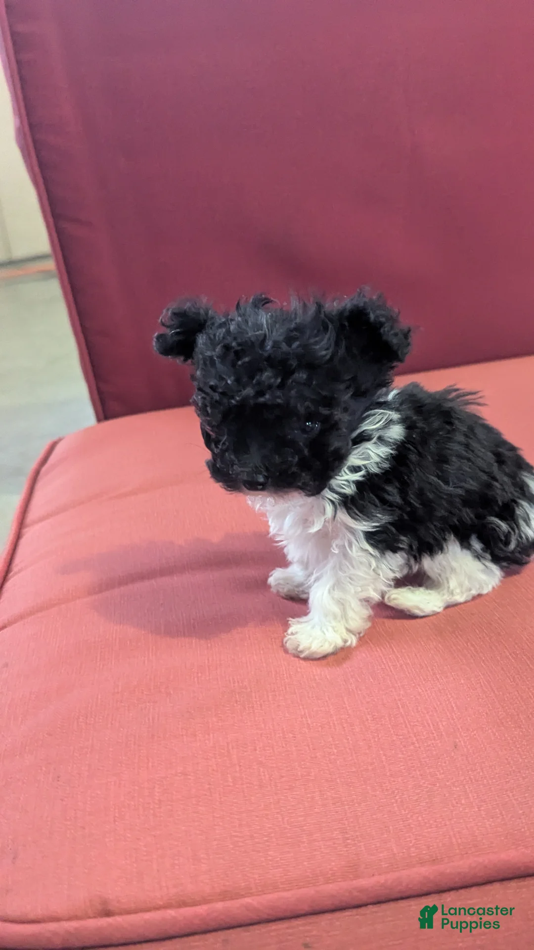 Yorkiepoo dogs for sale: Turbo - Ad 3