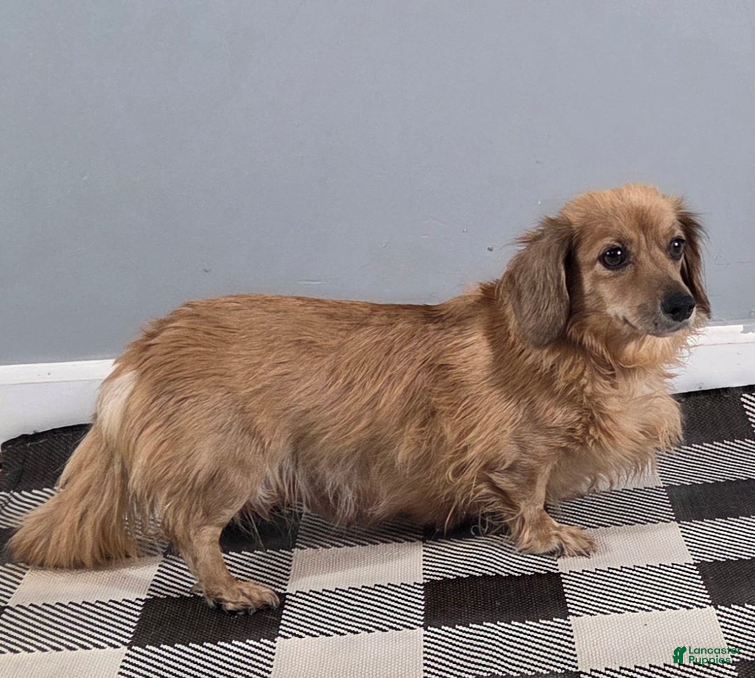 Miniature Dachshund dogs for sale: Blaze  - Ad 10