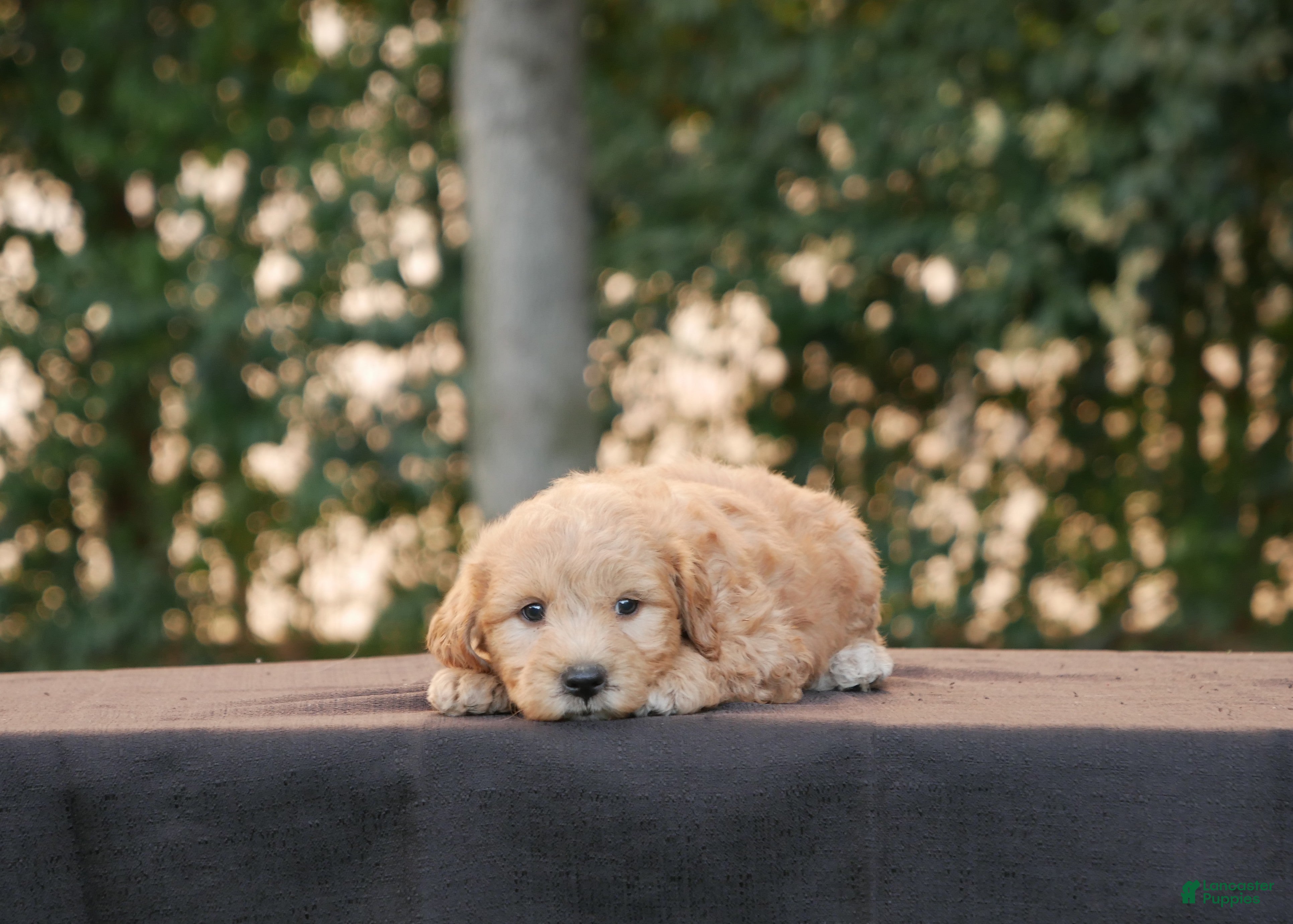Goldendoodle dogs Fritz - Ad 1
