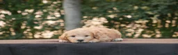 Goldendoodle dogs for sale: Fritz - Ad 1