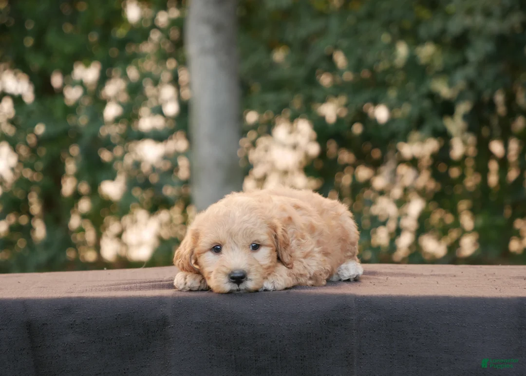 Goldendoodle dogs for sale: Fritz - Ad 1