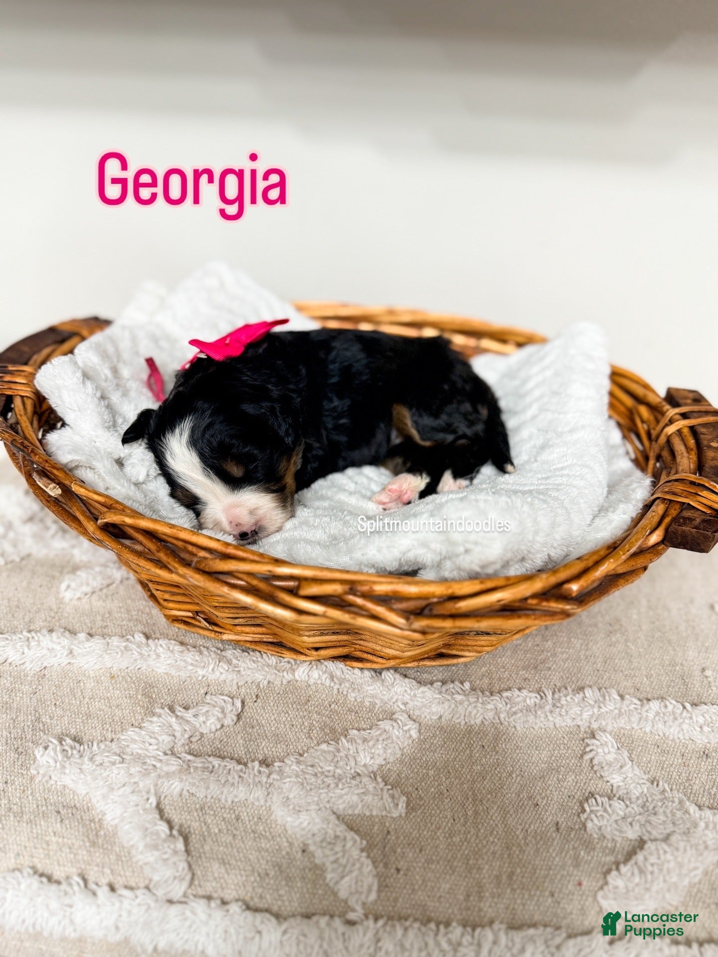 Bernedoodle dogs Georgia - Ad 9