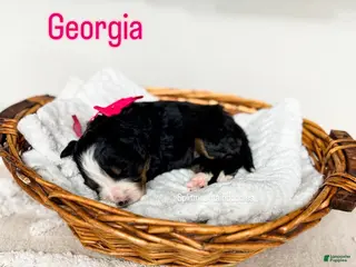 Bernedoodle dogs Georgia - Ad 9