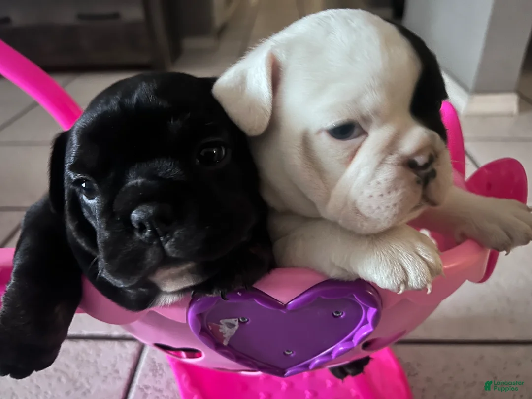 Mixed Breed dogs for sale: Mixed Breed Puppy 2 - Ad 6