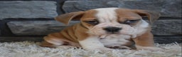 Mixed Breed dogs for sale: Tater - Ad 3