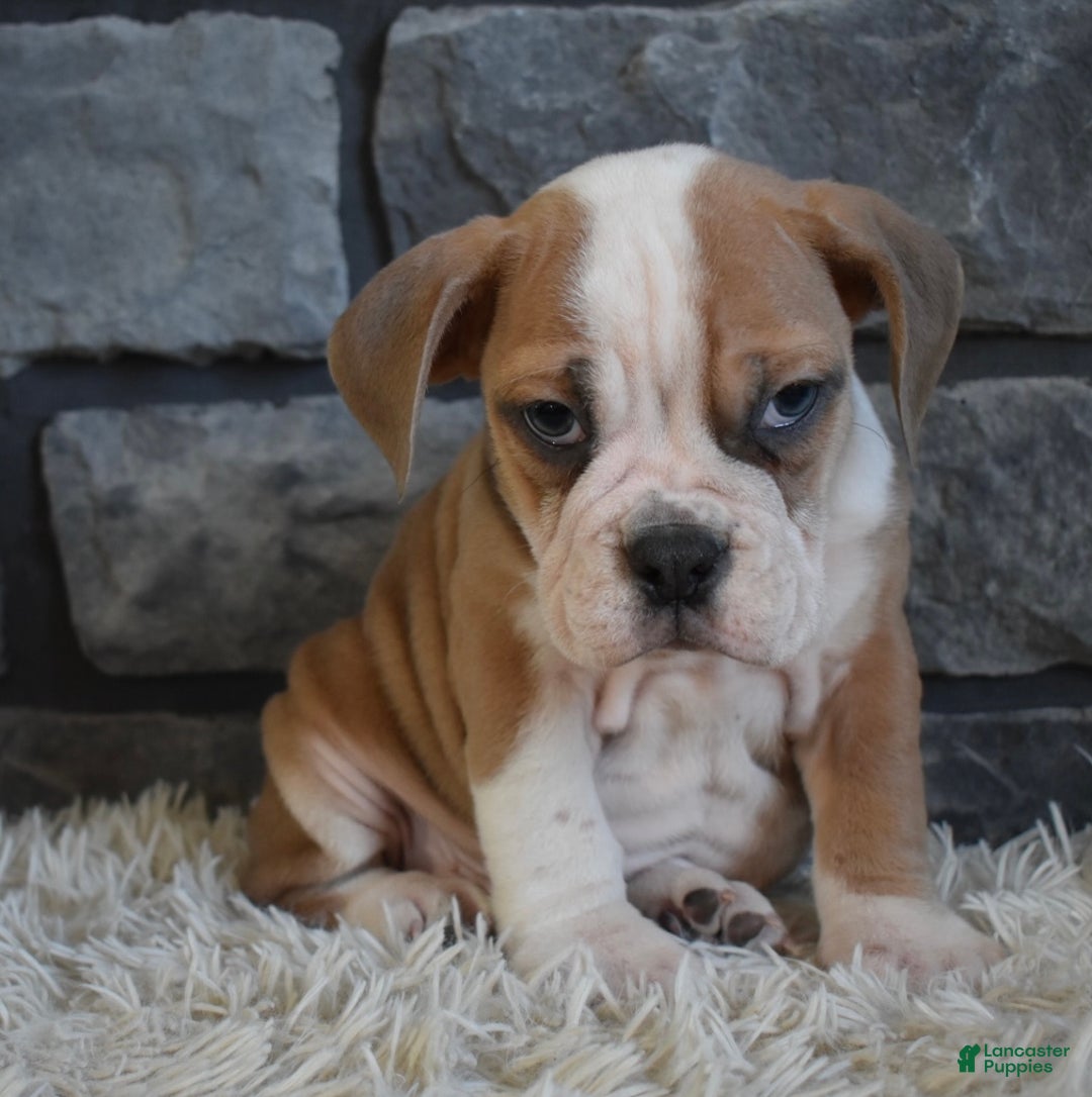 Mixed Breed dogs for sale: Tater - Ad 3