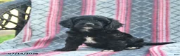 Cavapoo dogs for sale: Willow  - Ad 3