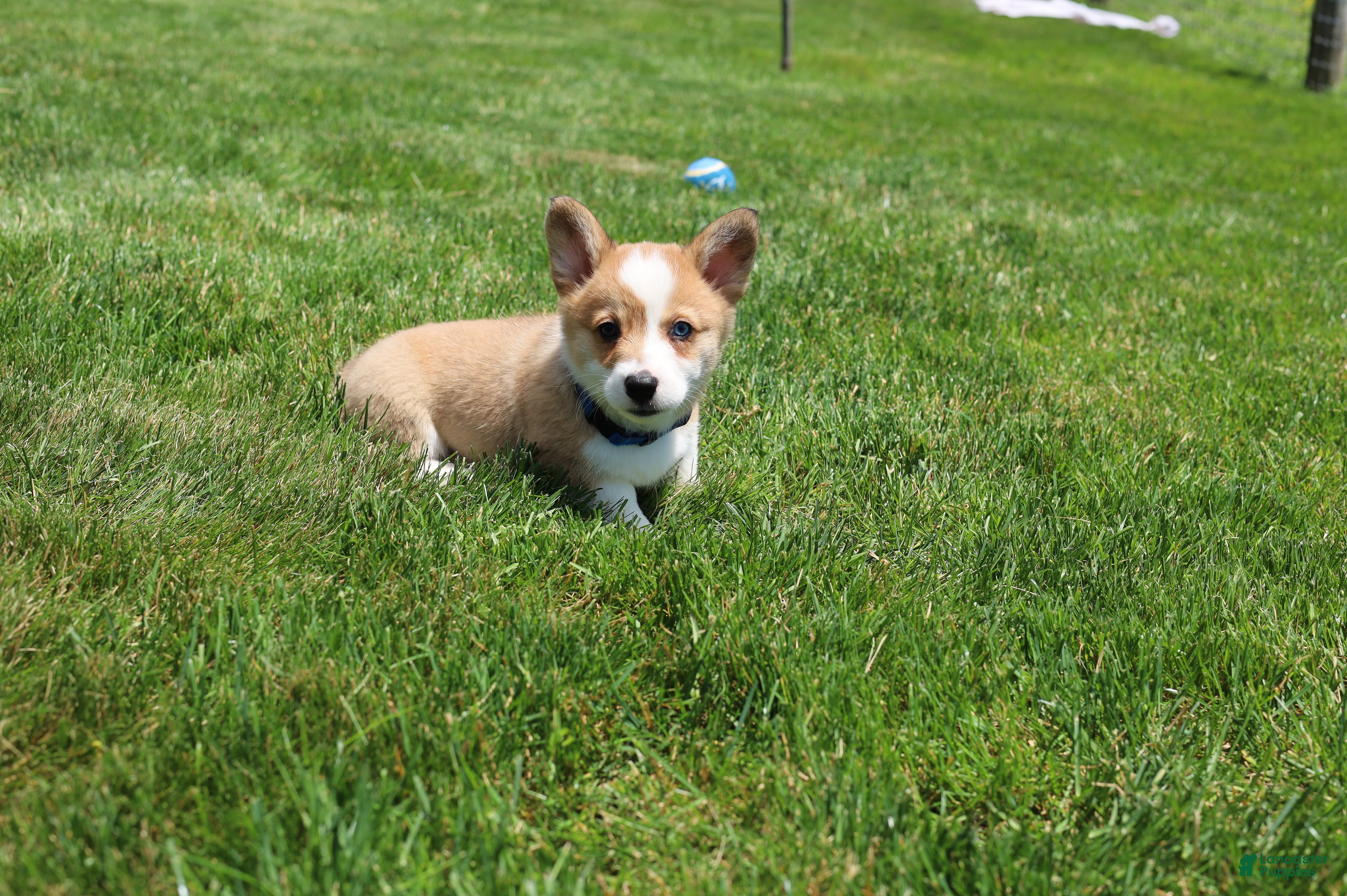 Welsh Corgi Pembroke dogs Ace - Ad 2