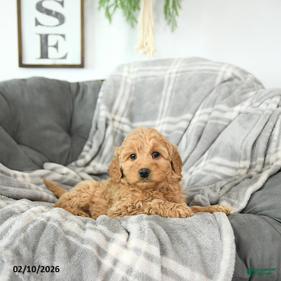 Mini Goldendoodle dogs Sweetheart - Ad 2