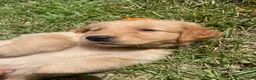 Golden Retriever dogs for sale: Golden Retriever 3 - Ad 33