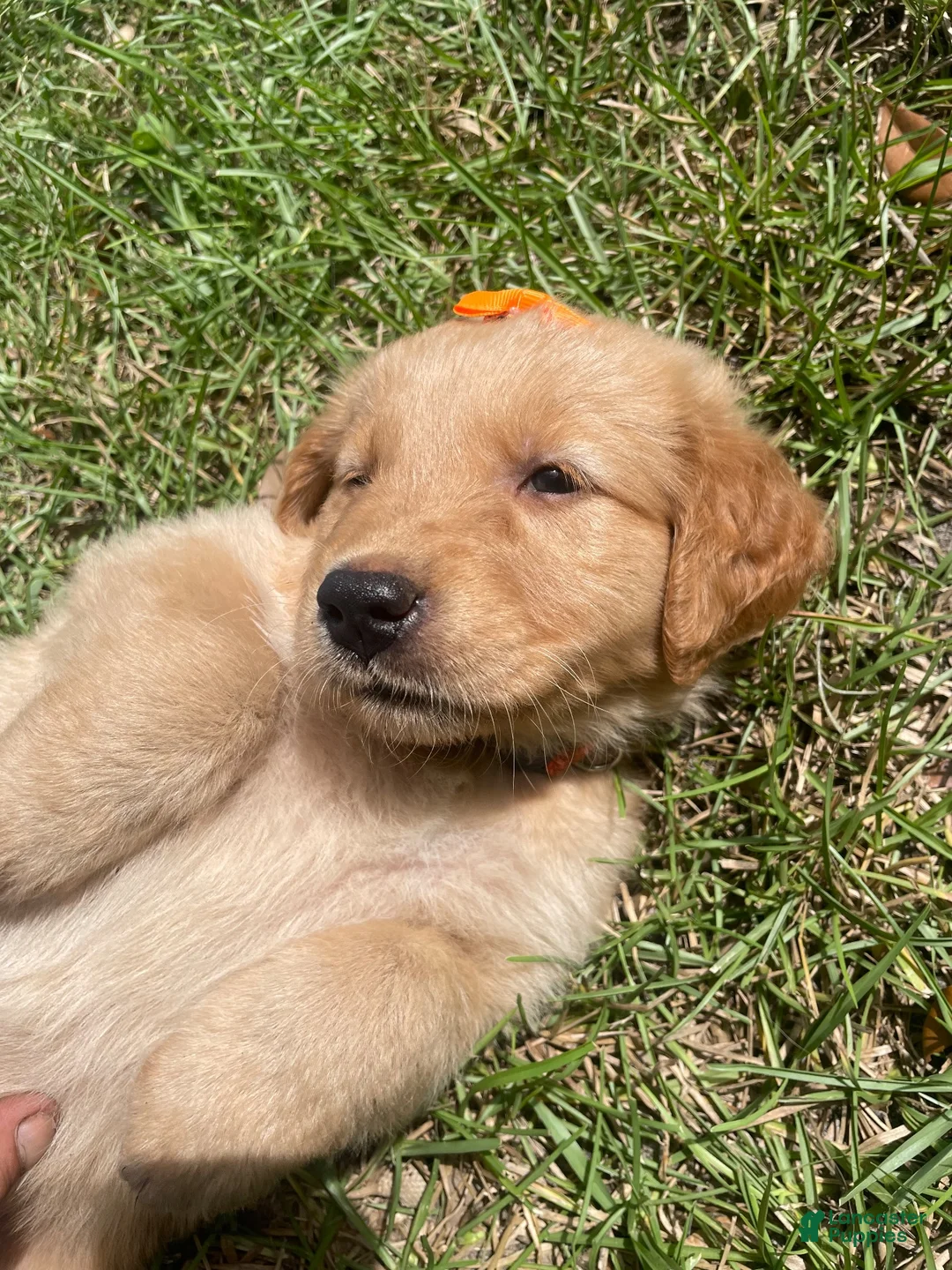 Golden Retriever dogs for sale: Golden Retriever 3 - Ad 33