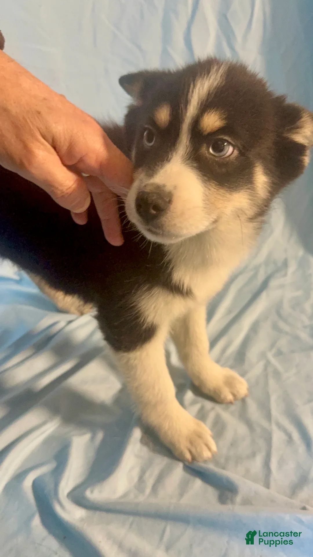 Mixed Breed dogs for sale: Nick - Ad 7