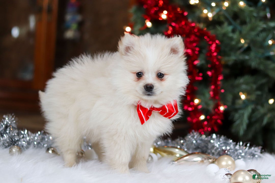 Pomeranian dogs for sale: Bowie - Ad 8
