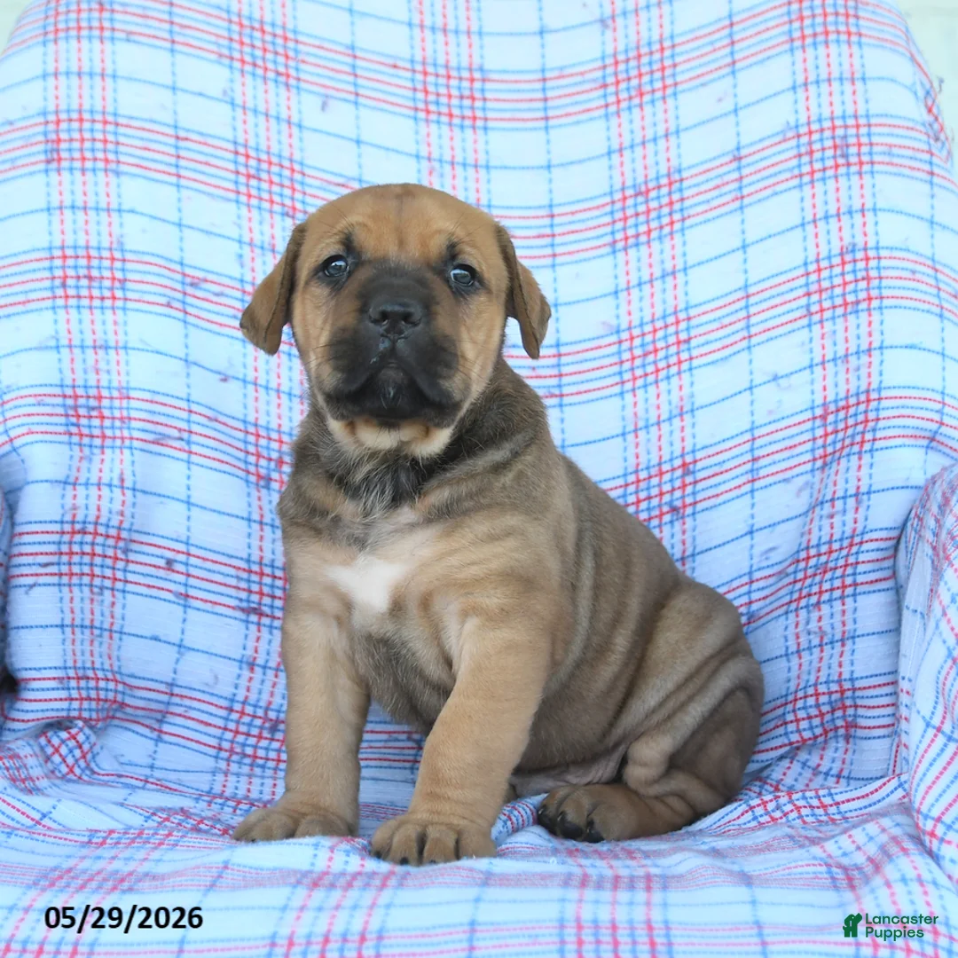 Cane Corso dogs for sale: Andy - Ad 5