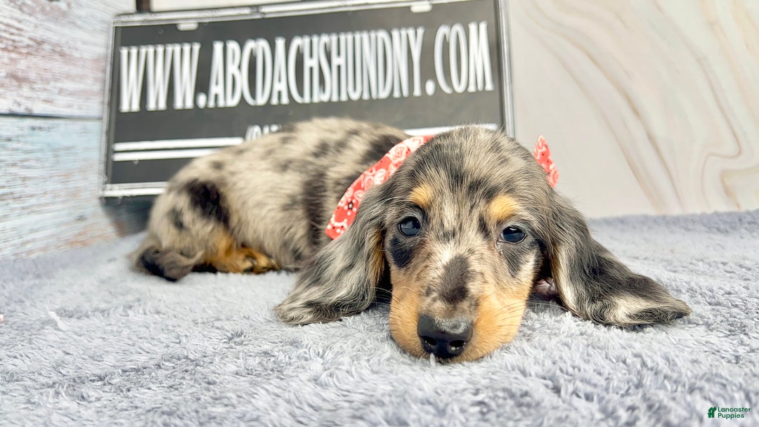 Dachshund dogs for sale: Ch Harriet LH dappleAkc - Ad 5