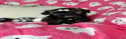 Shihpoo dogs for sale: Lovebug - Ad 3
