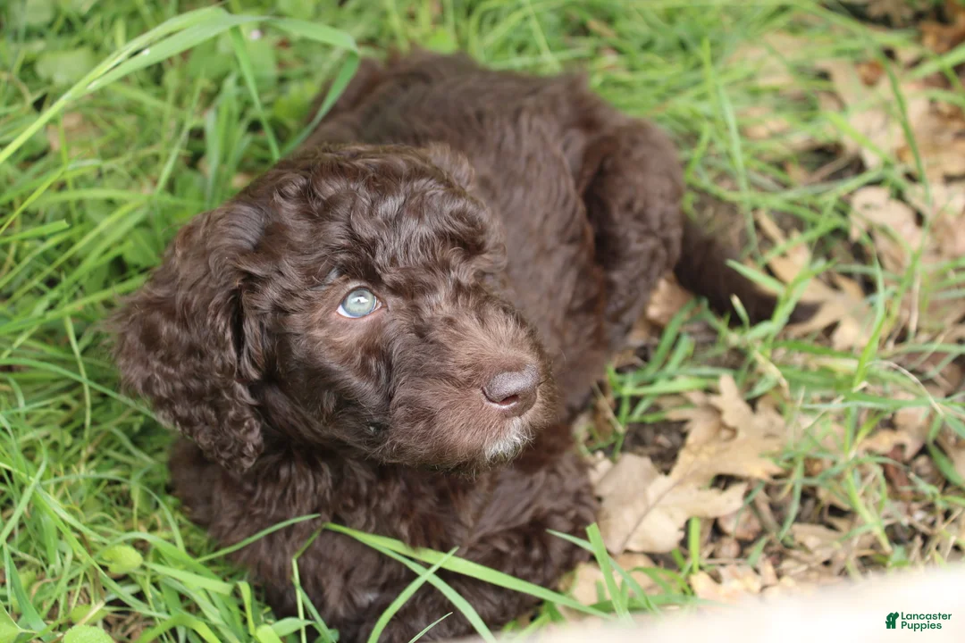 Labradoodle dogs for sale: Apollo - Ad 1