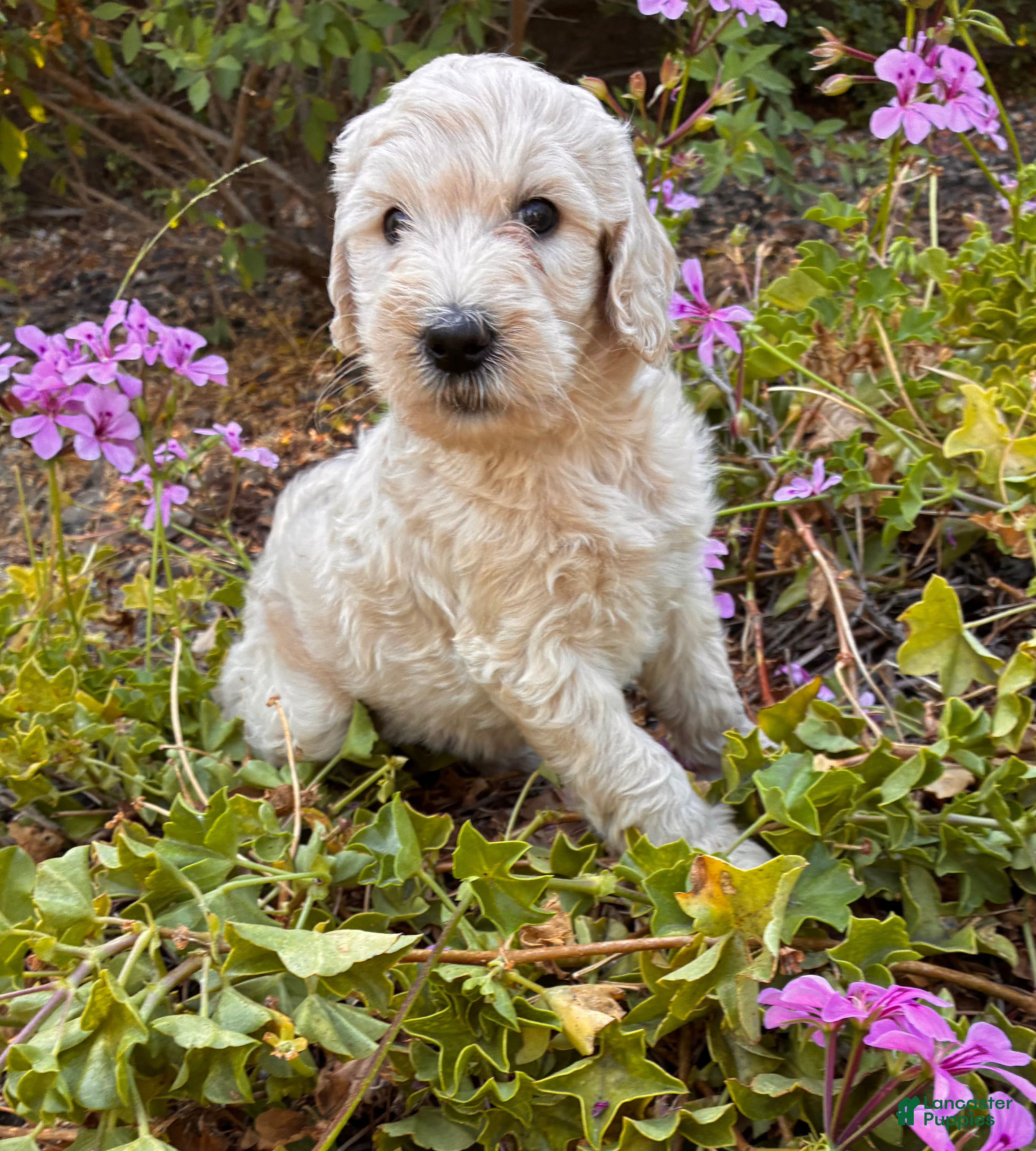 Goldendoodle dogs Aspen - Ad 23