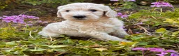 Goldendoodle dogs for sale: Aspen - Ad 1