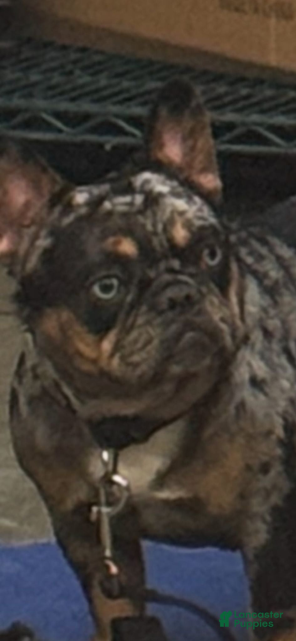 French Bulldog dogs Ivy  - Ad 2