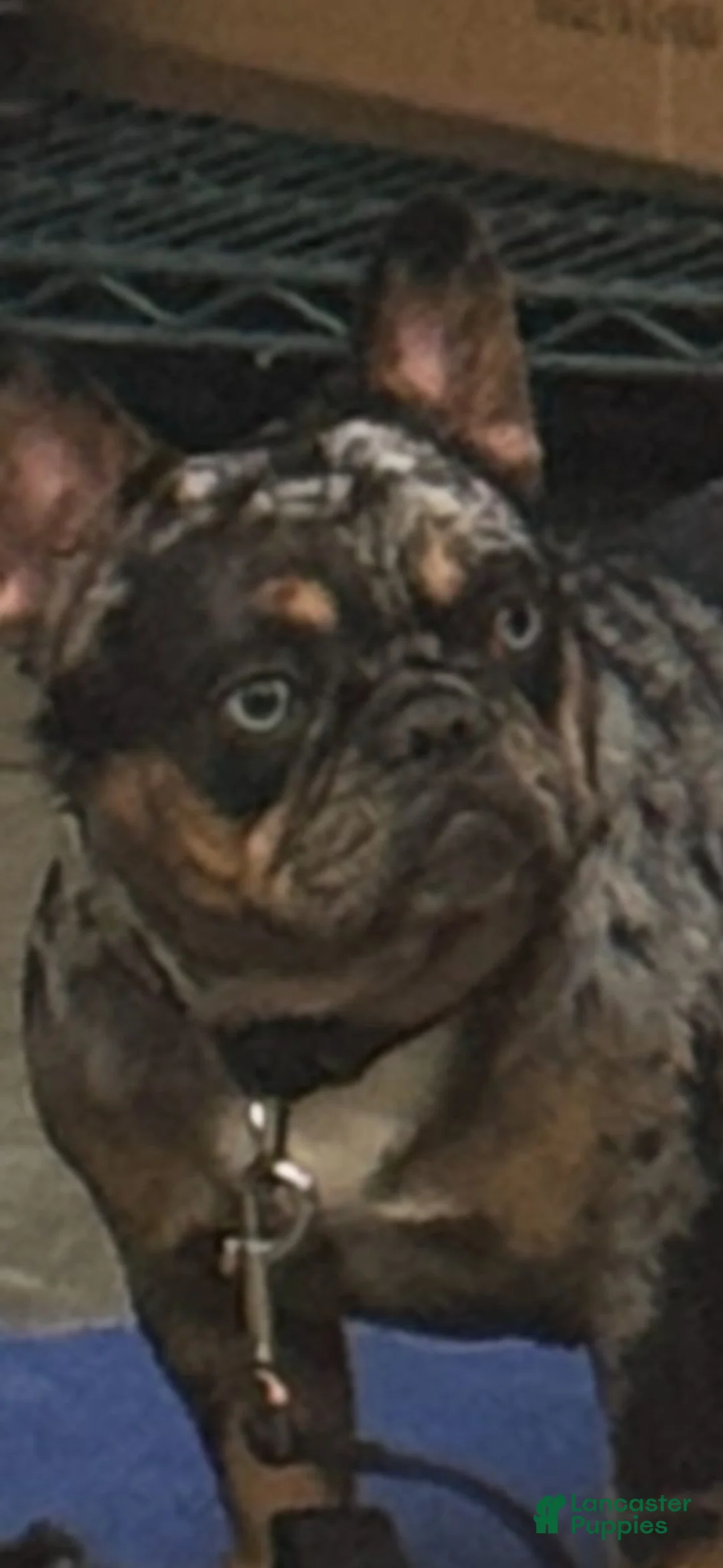 French Bulldog dogs for sale: Ivy  - Ad 2