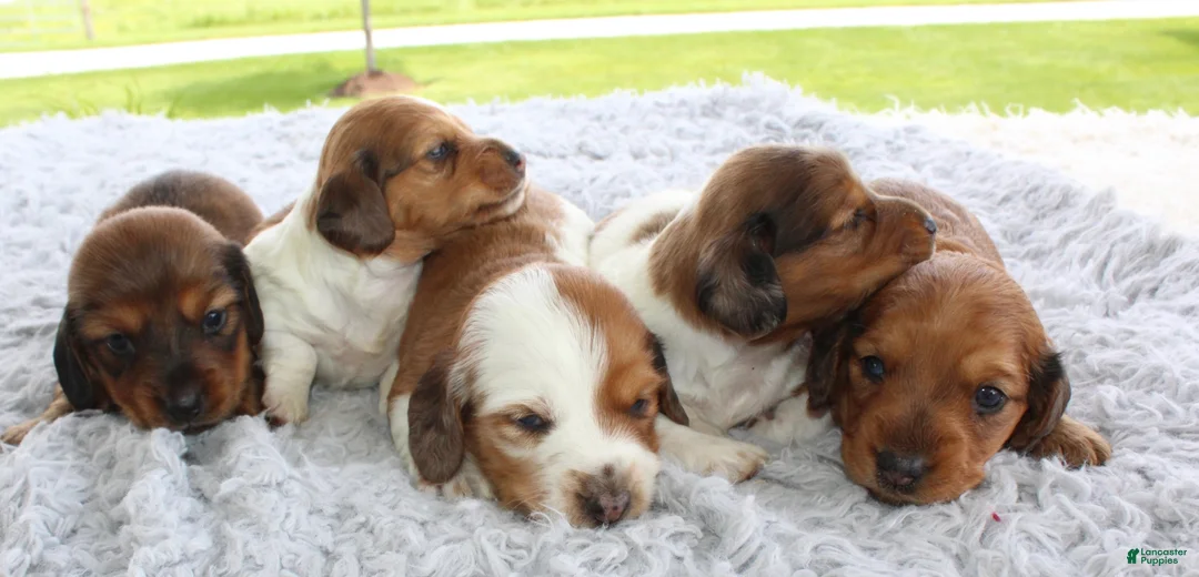 Miniature Dachshund dogs for sale: Miniature Dachshund 5 - Ad 7