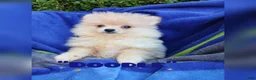 Pomeranian dogs for sale: Doodle - Ad 1