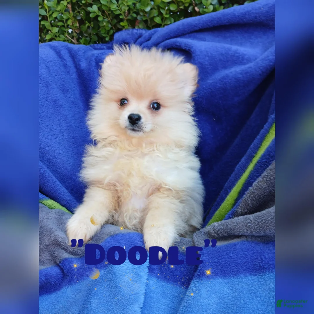 Pomeranian dogs for sale: Doodle - Ad 1