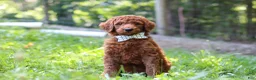 Standard Poodle dogs for sale: Chase AKC - Ad 1