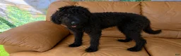 Labradoodle dogs for sale: Sadie - Ad 2