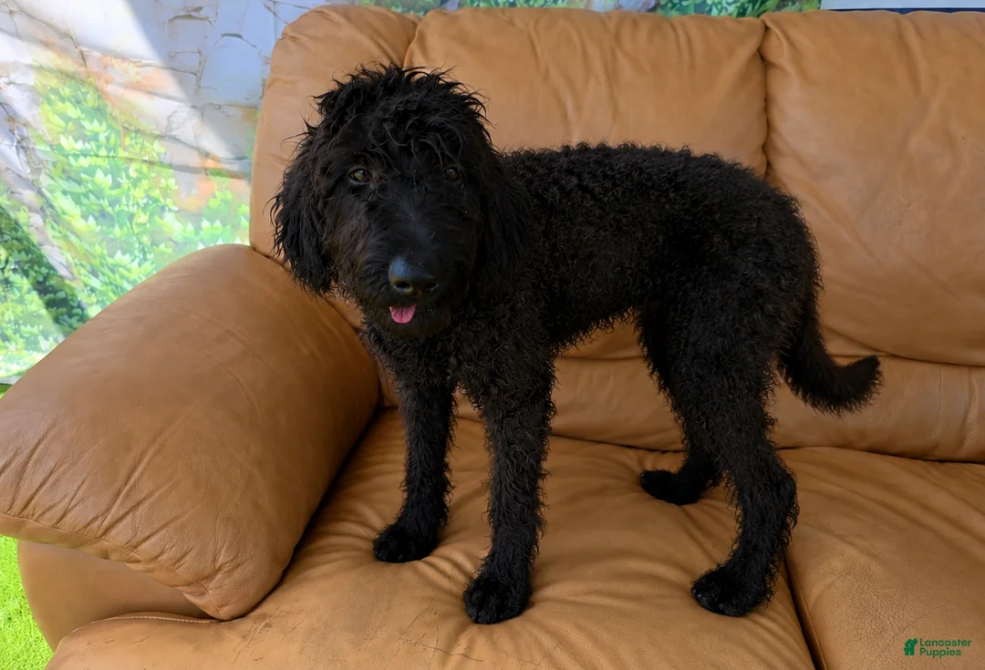 Labradoodle dogs for sale: Sadie - Ad 2