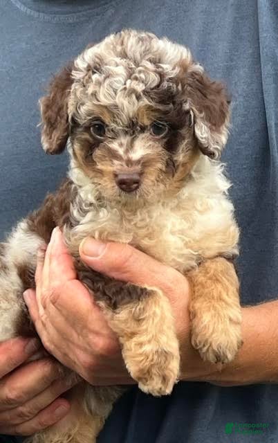 Aussiedoodle dogs Jasmine Mini Aussiedoodle  - Ad 2
