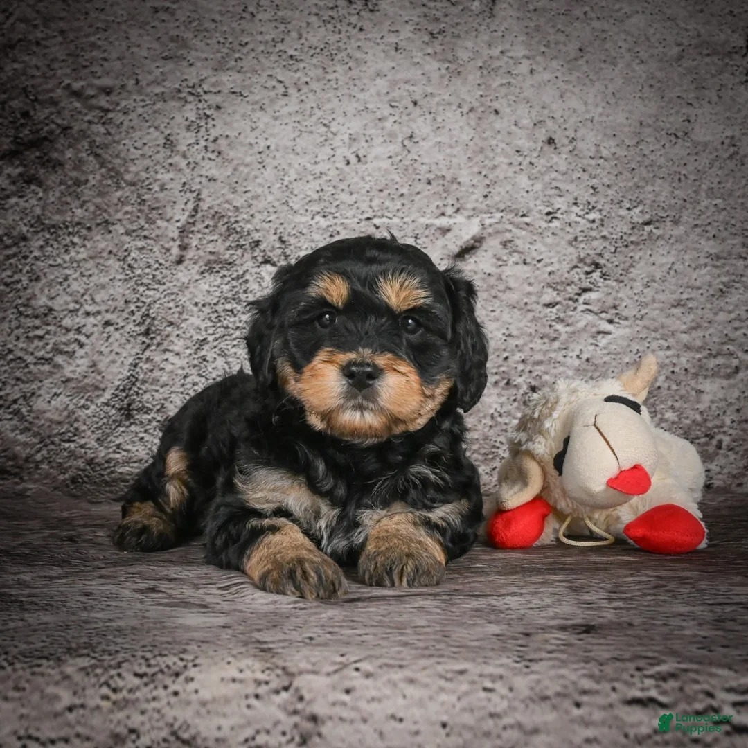 Mini Goldendoodle dogs for sale: Madelyn - Ad 7