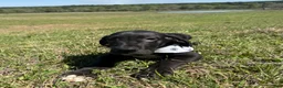 Great Dane dogs for sale: Euro Black Leona - Ad 3
