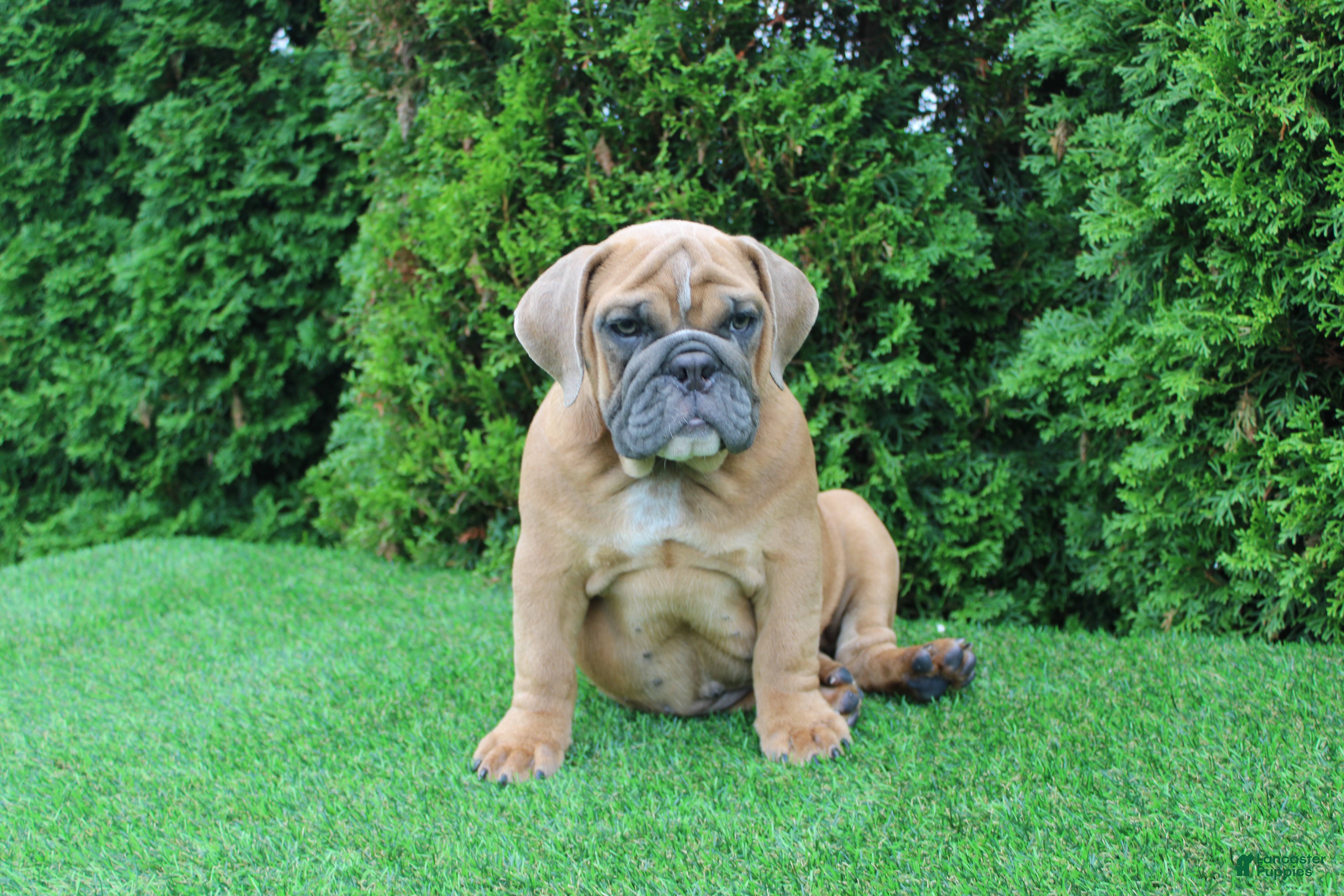 English Bulldog dogs Debbi - Ad 1