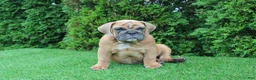 English Bulldog dogs for sale: Debbi - Ad 1