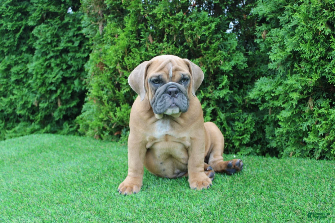 English Bulldog dogs for sale: Debbi - Ad 1