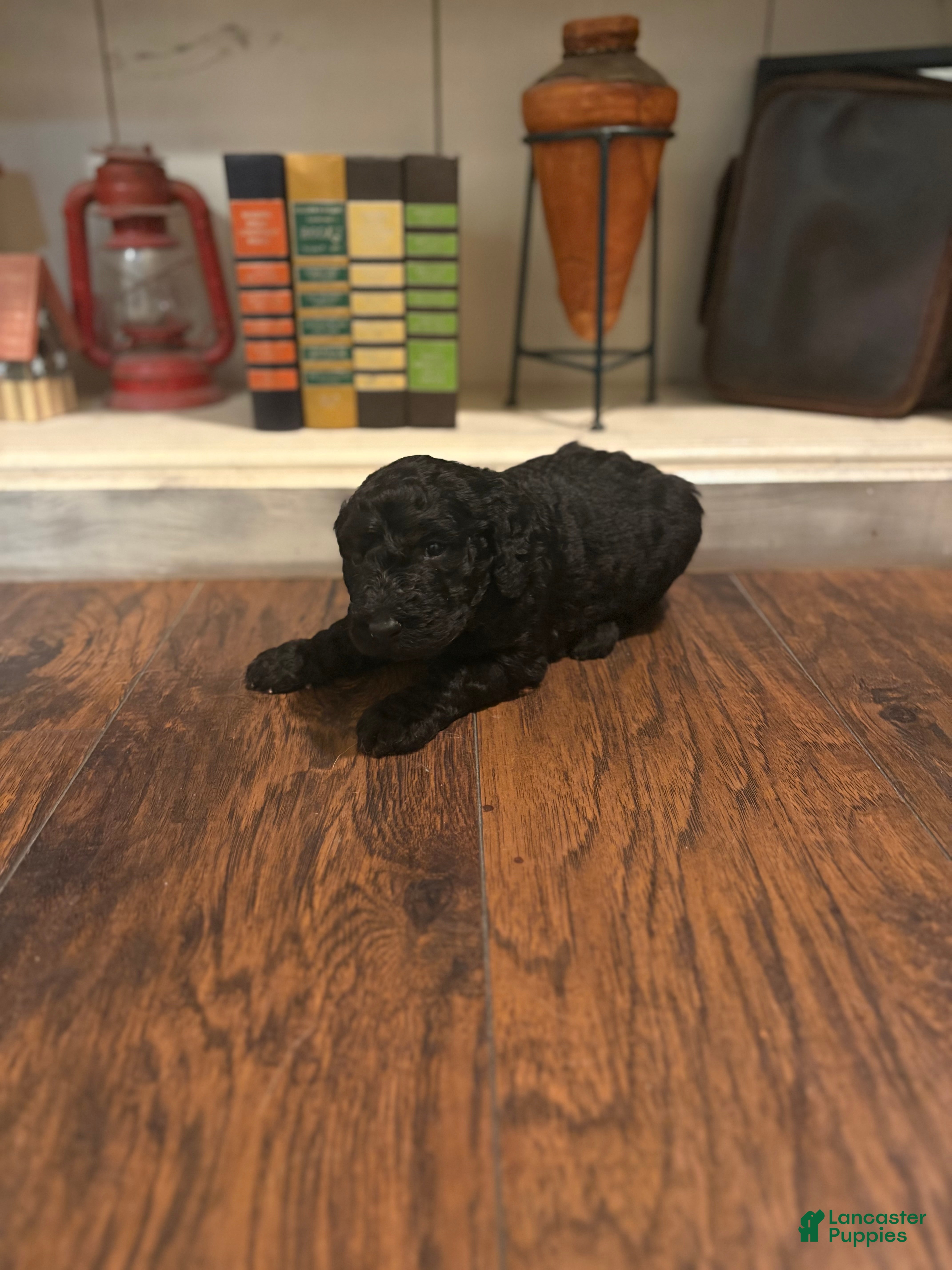 Goldendoodle dogs Goldendoodle Puppy 3 - Ad 25