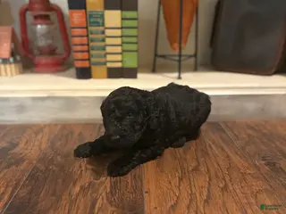 Goldendoodle dogs Goldendoodle Puppy 3 - Ad 25