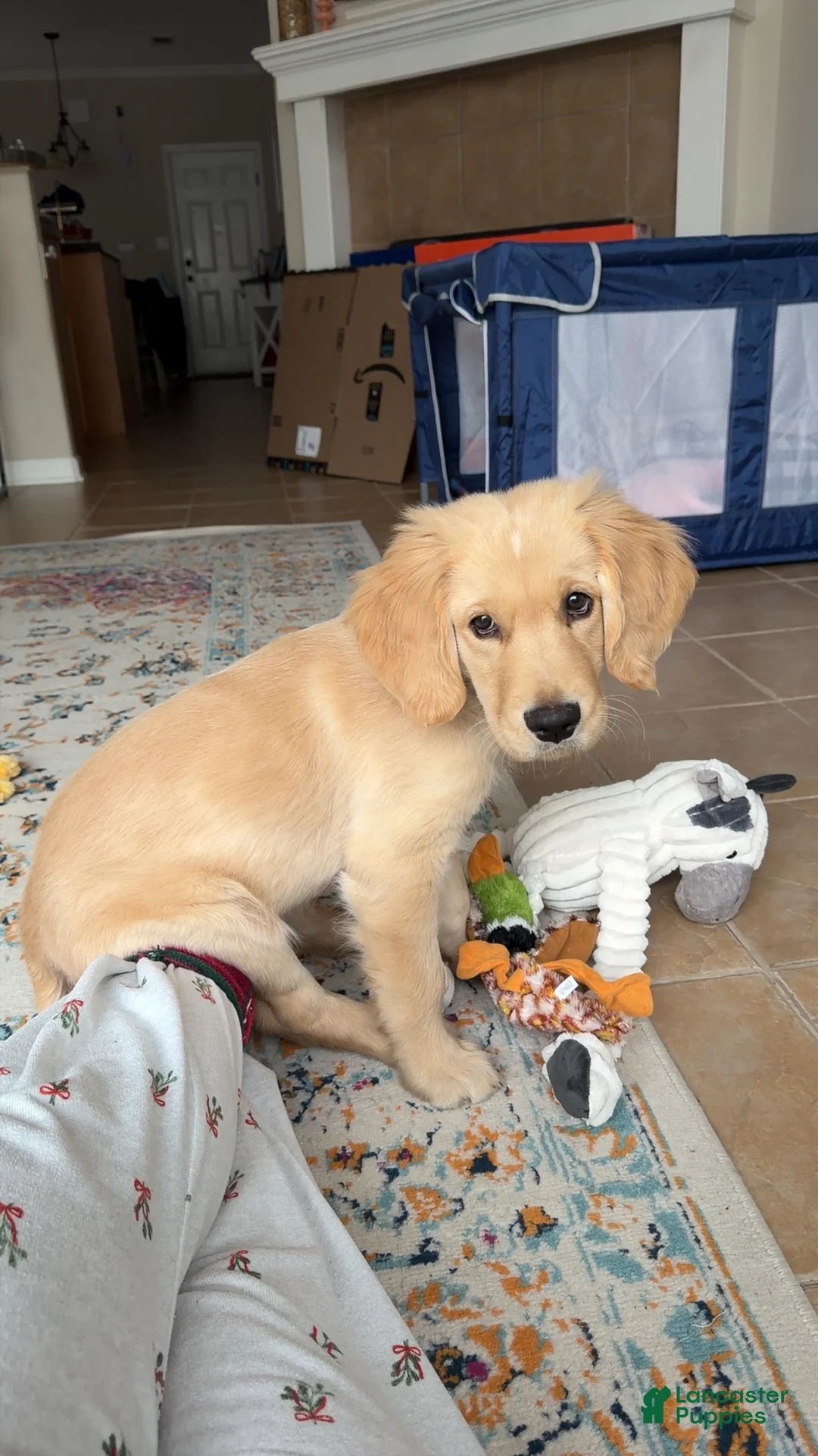 Golden Retriever dogs for sale: Golden Retriever Puppy 1 - Ad 1