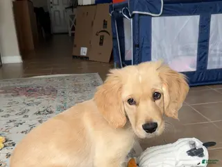 Golden Retriever dogs Golden Retriever Puppy 1 - Ad 5