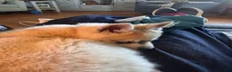 Alaskan Klee Kai dogs for sale: Alaskan Klee Kai 2 - Ad 12