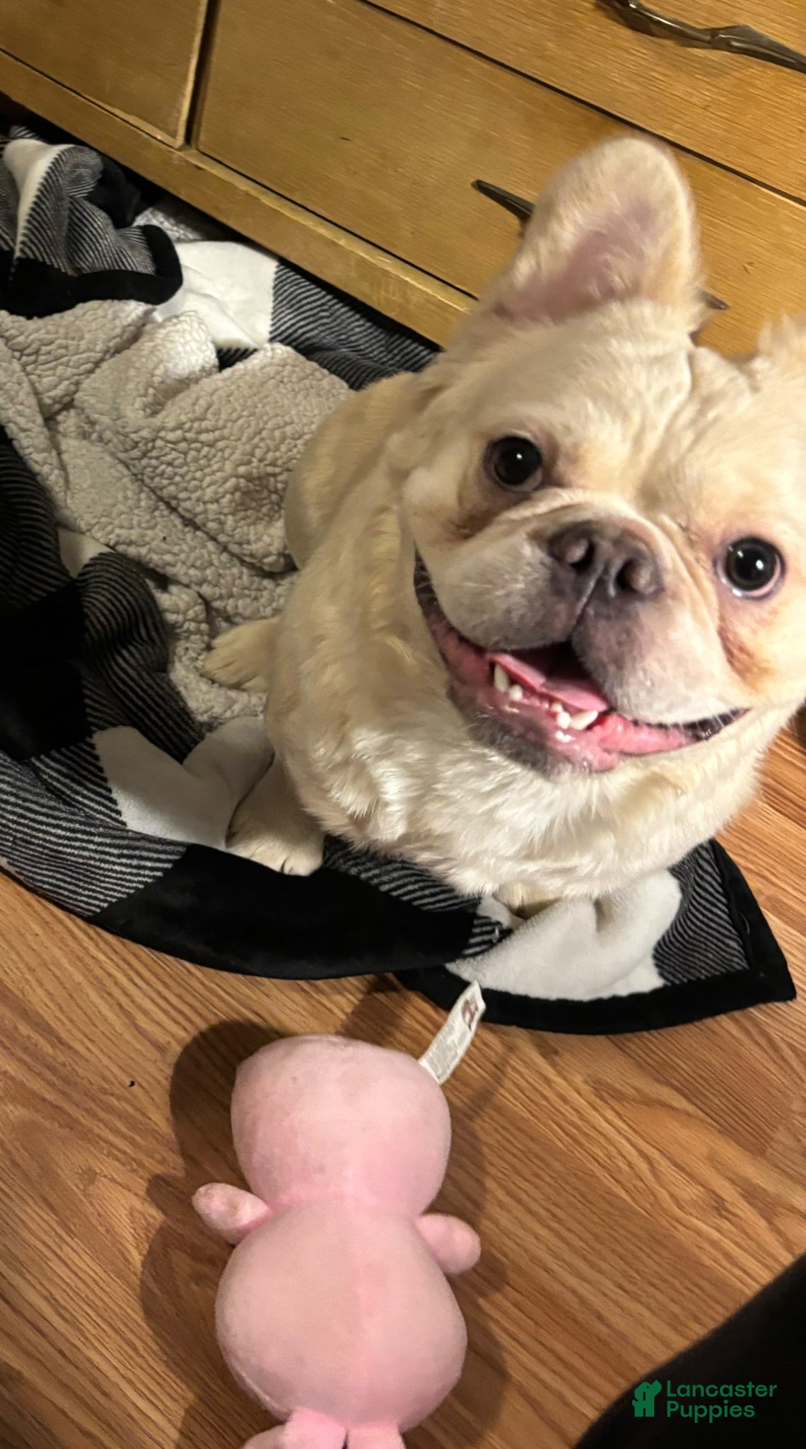 French Bulldog dogs French Bulldog Puppy 1 - Ad 1