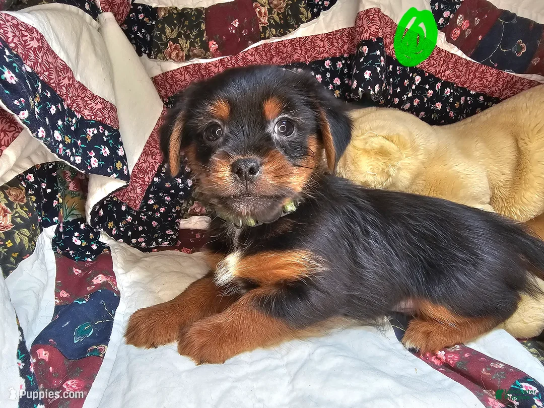Mixed Breed dogs for sale: Goober [Peke + Yorkie] - Ad 2