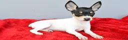 Toy Fox Terrier dogs for sale: Bridget - Ad 8