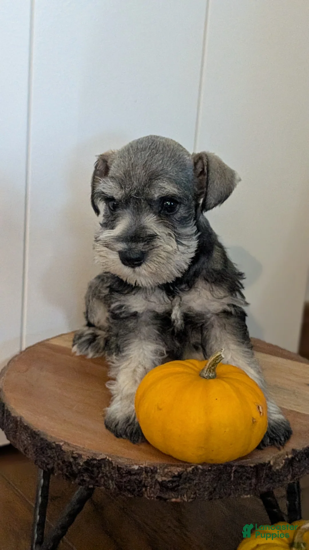Miniature Schnauzer dogs for sale: Cookie - Ad 2