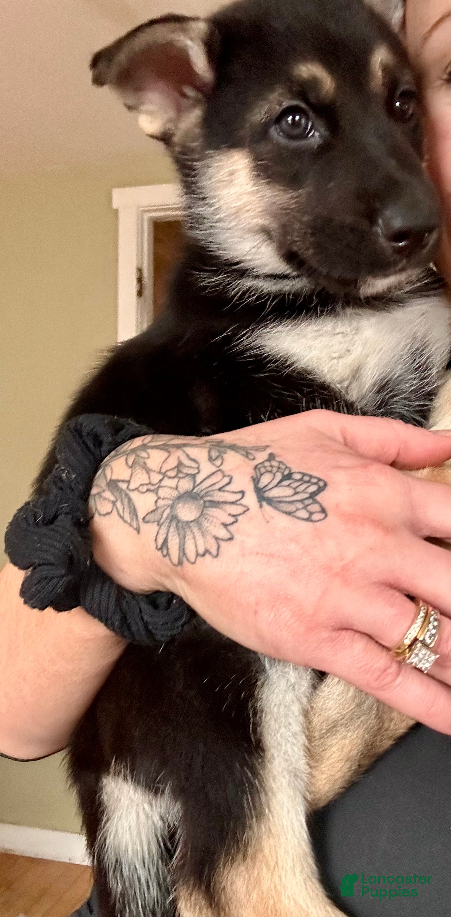 Gerberian Shepsky dogs (Red collar) Gerberian Shepsky Puppy 2 - Ad 22