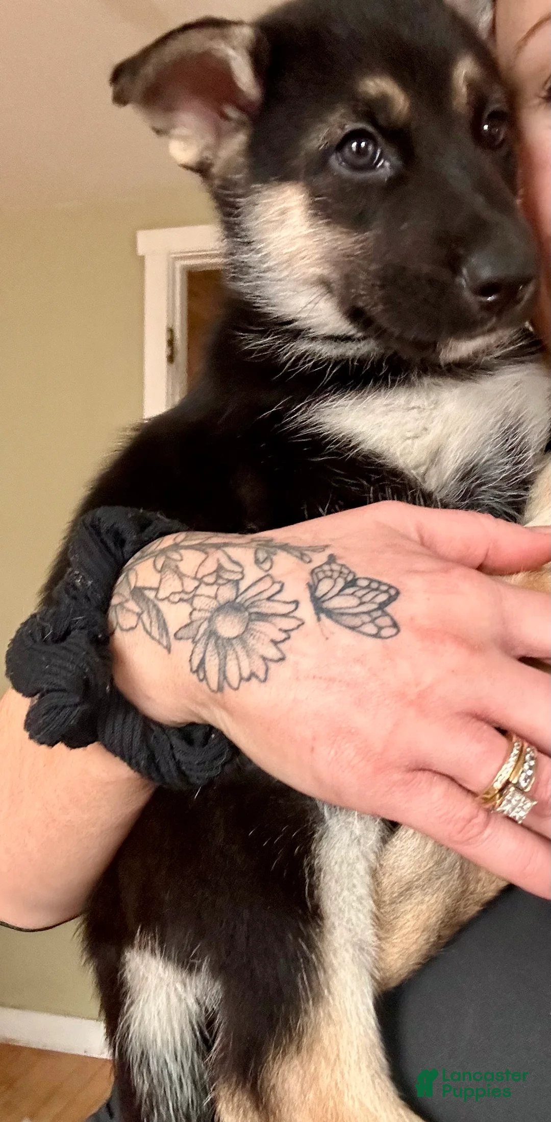 Gerberian Shepsky dogs for sale: (Red collar) Gerberian Shepsky Puppy 2 - Ad 1