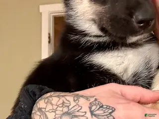 Gerberian Shepsky dogs (Red collar) Gerberian Shepsky Puppy 2 - Ad 22