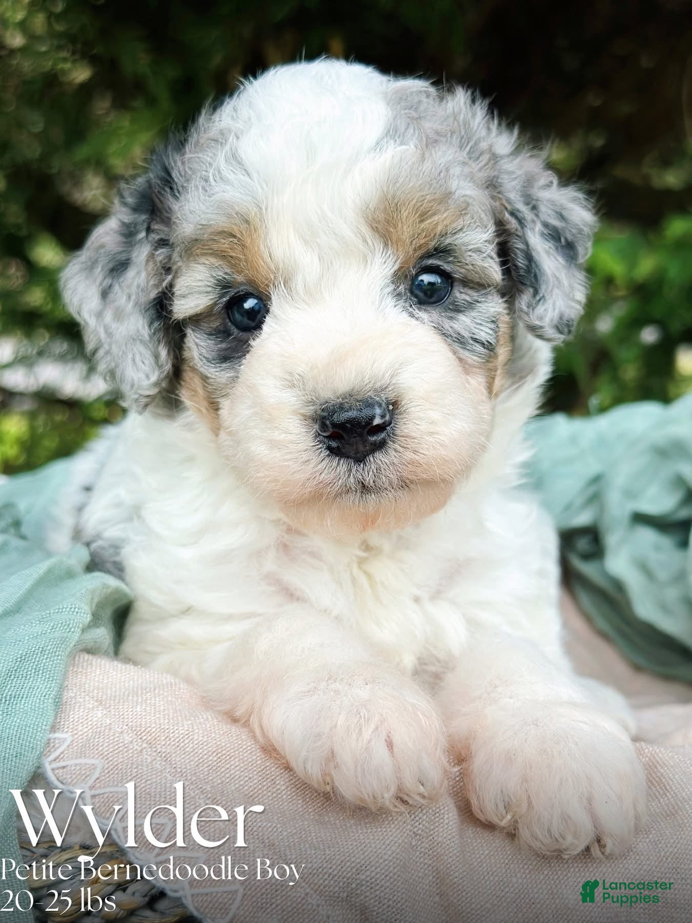 Mini Bernedoodle dogs Wylder-Petite/Mini-OFA&GeneticParents - Ad 1
